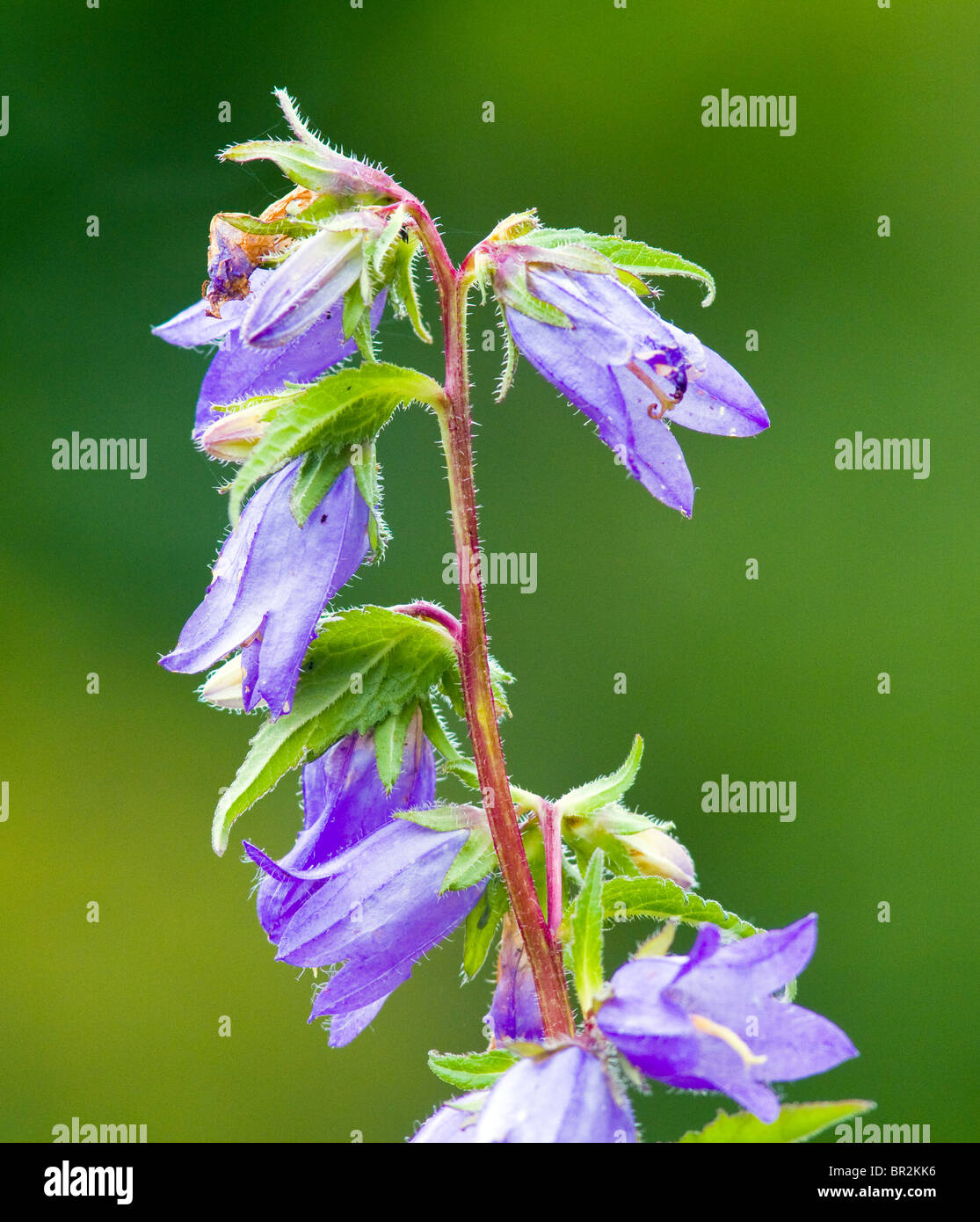 Brennnessel-leaved Bellflower(campanula trachelium) Wildblumen Stockfoto