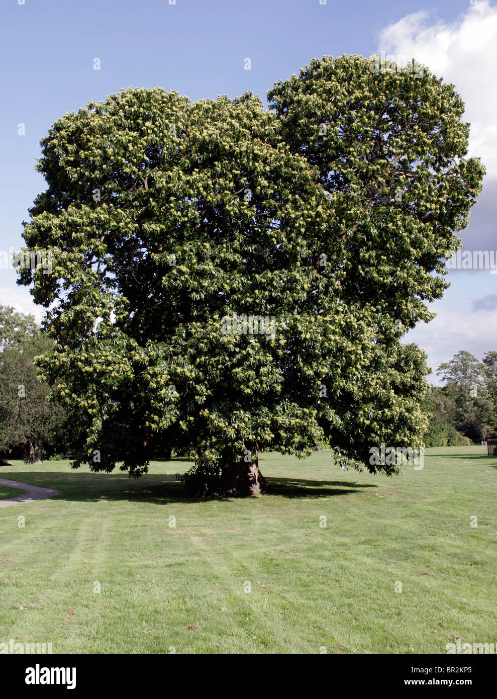 Kastanienbaum Stockfoto