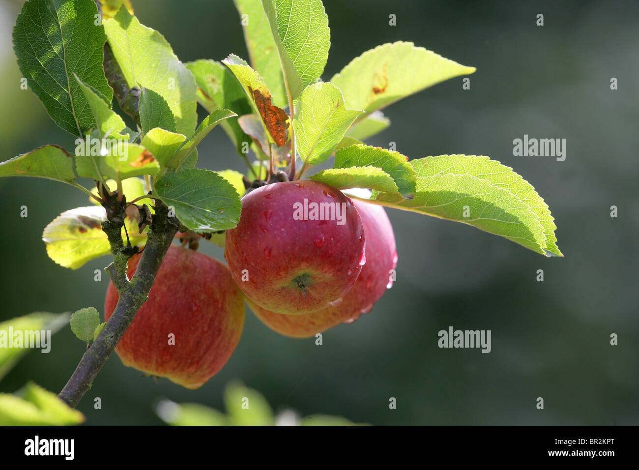 Reife rote Äpfel mit Regentropfen Stockfoto