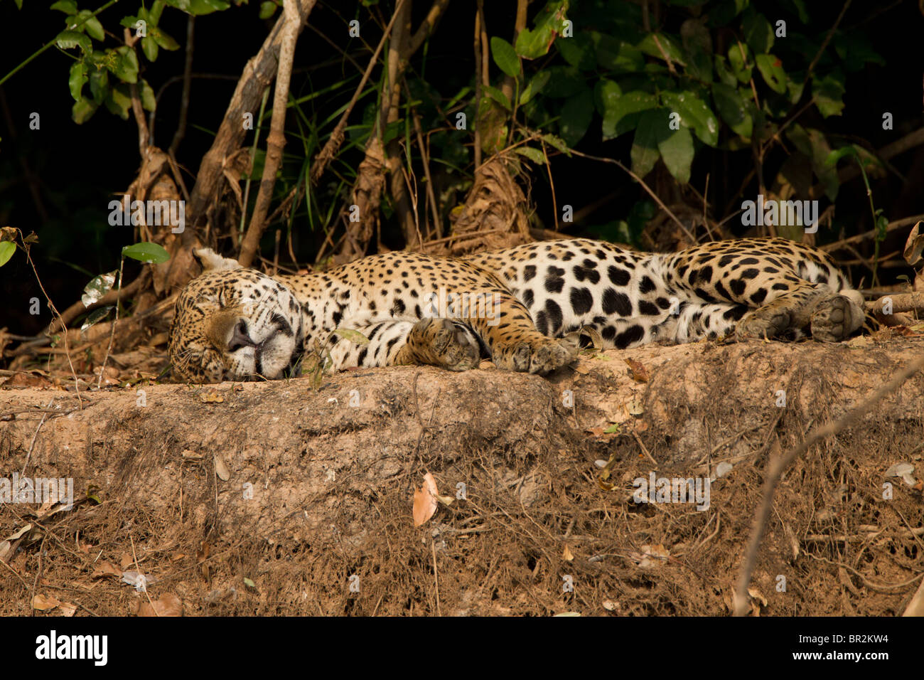 Schlafen in Brasilien Pantanal Jaguar Stockfoto