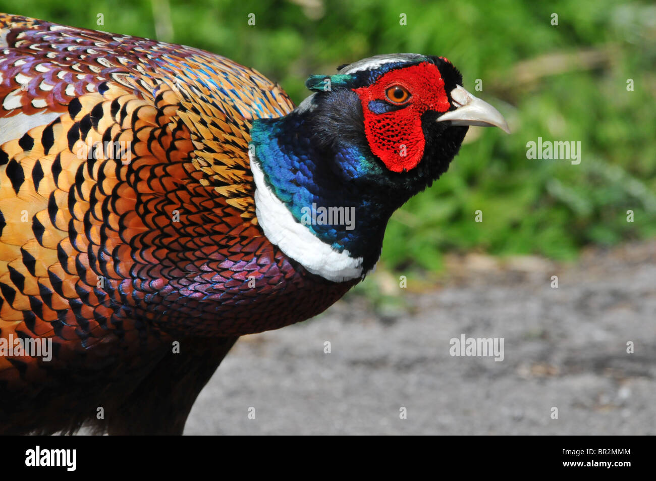 Männlicher Fasan Stockfoto