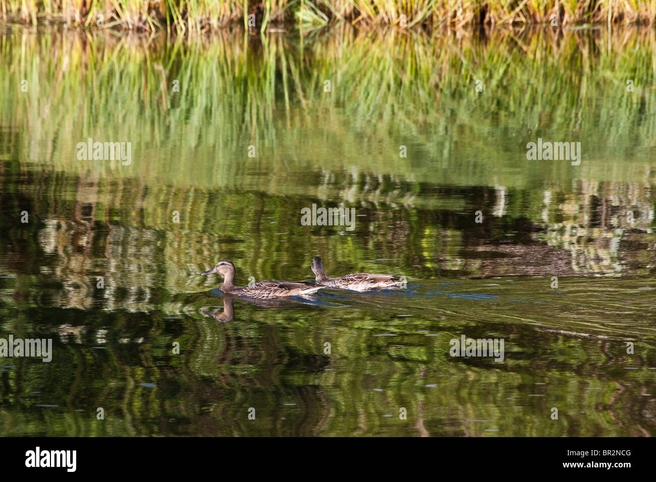 American Sable River in Michigan USA zwei wilde Enten schwimmen auf dem Teich von oben aus Reflexion Wasseroberfläche Niemand horizontal hochauflösend Stockfoto