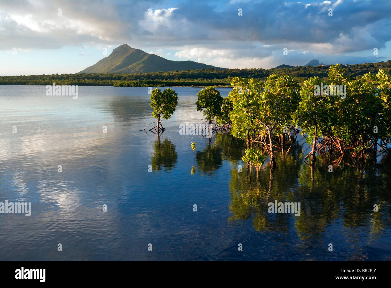 Young Mangroven Pflanzen mit freiliegenden Wurzeln bei Sonnenuntergang, Mauritius, Indischer Ozean Stockfoto