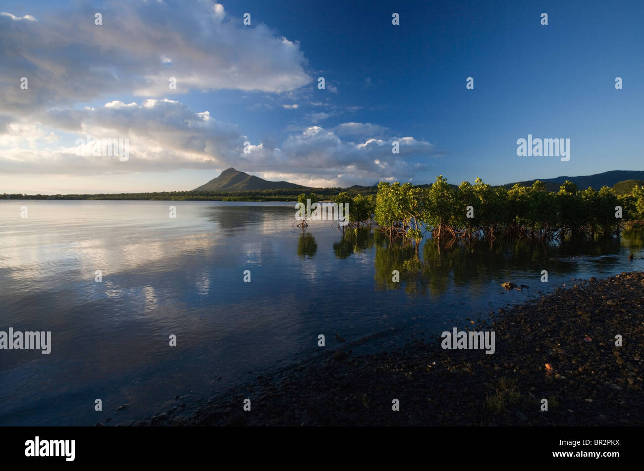 Young Mangroven Pflanzen mit freiliegenden Wurzeln bei Sonnenuntergang, Mauritius, Indischer Ozean Stockfoto