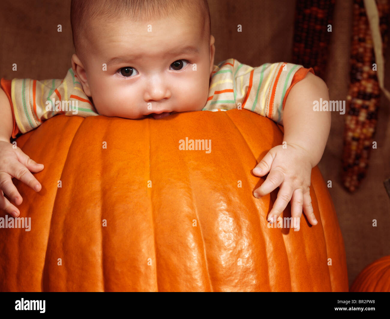 Führerschein verfügbar unter MaximImages.com - Baby Boy sitzt in einem großen Kürbis. Herbstferien Thanksgiving und Halloween witzige künstlerische portra Stockfoto