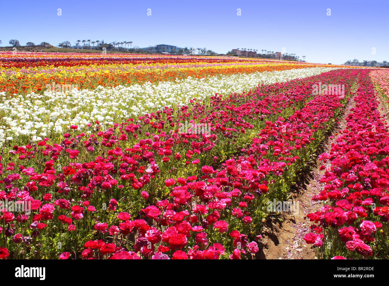 Blumenfeld, Carlsbad, Kalifornien Stockfoto