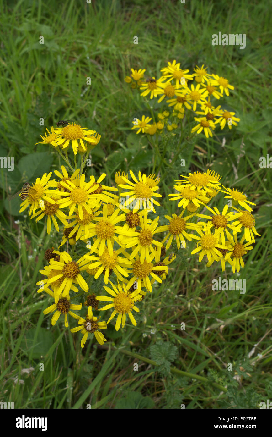 Nahaufnahme des gemeinsamen Kreuzkraut (Senecio Jacobaea) in Blüte. Eine native Blume des Vereinigten Königreichs Stockfoto