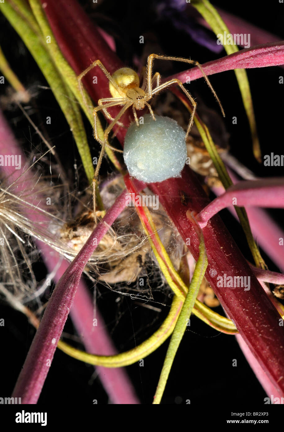 Grüner Orb Spider (Araniella Cucurbitina) ergibt sich in rose Bay Willow Kraut mit Ei-Fall. grüne Gurke Spinne Stockfoto