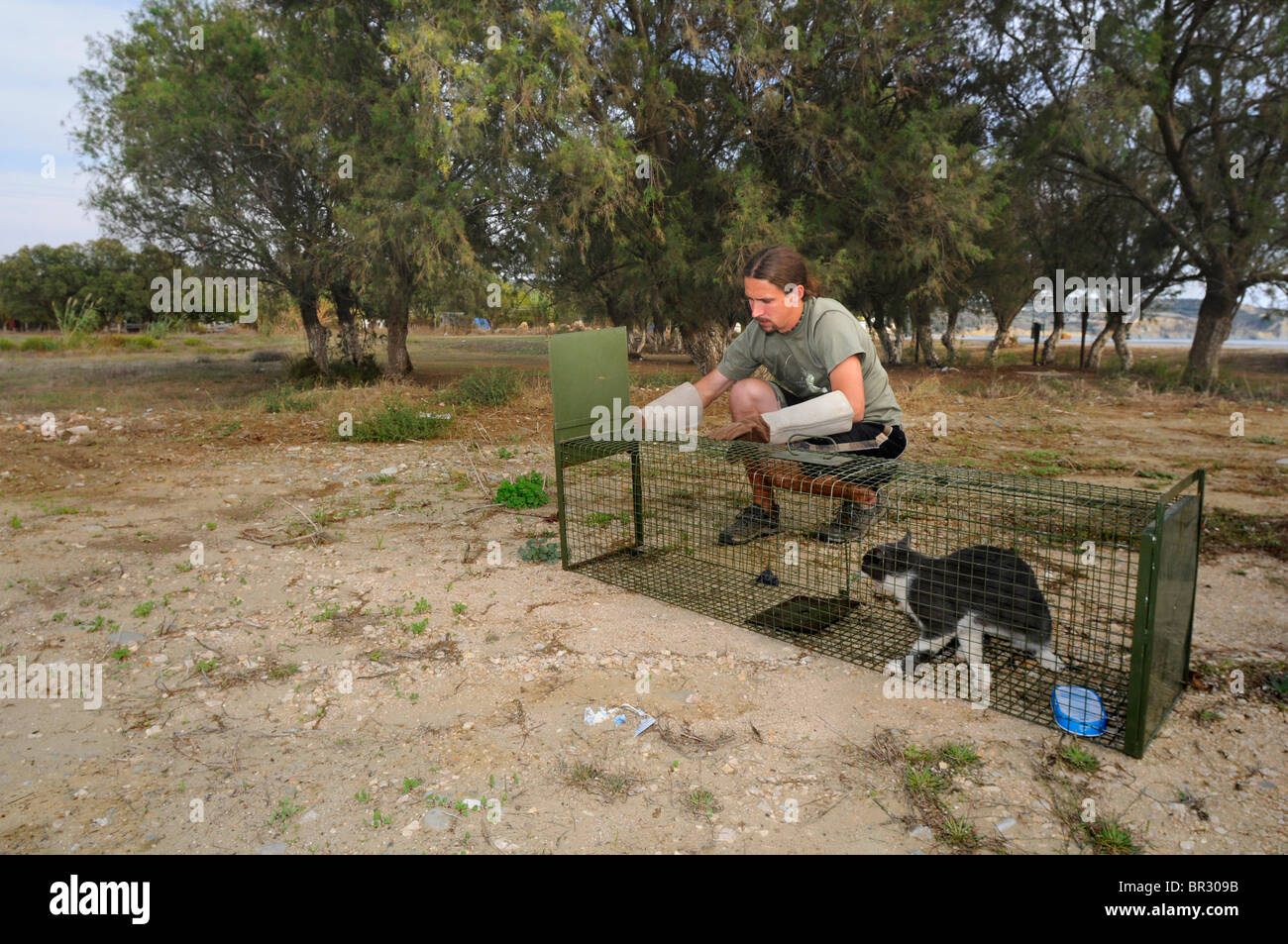 Hauskatze, Hauskatze (Felis Silvestris F. Catus), junge Biologe Freigabe eine Katze aus einer Falle, Griechenland, Peloponnes Stockfoto