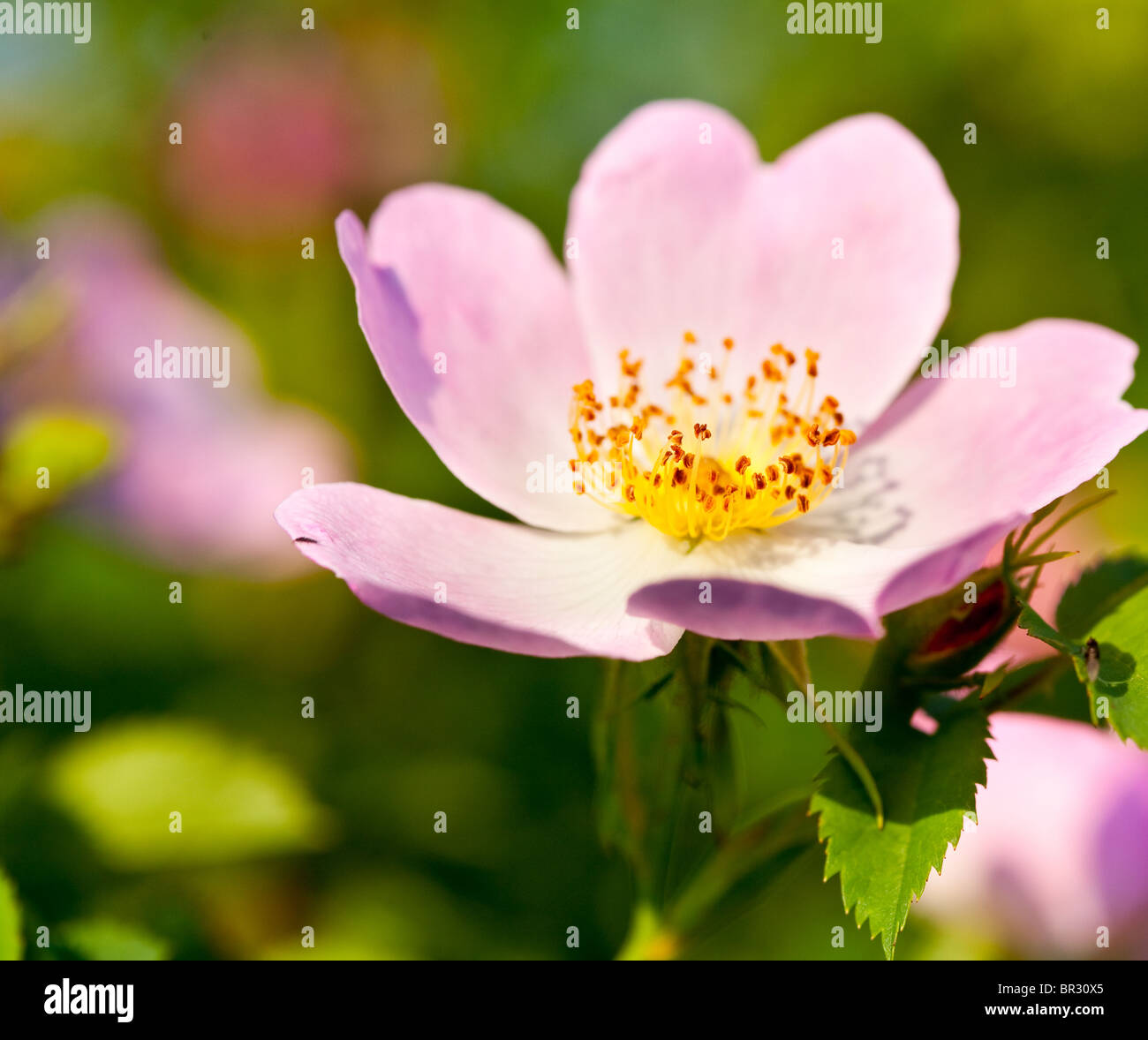 Nahaufnahme von Briar rosa Blume auf grünem Hintergrund Stockfoto