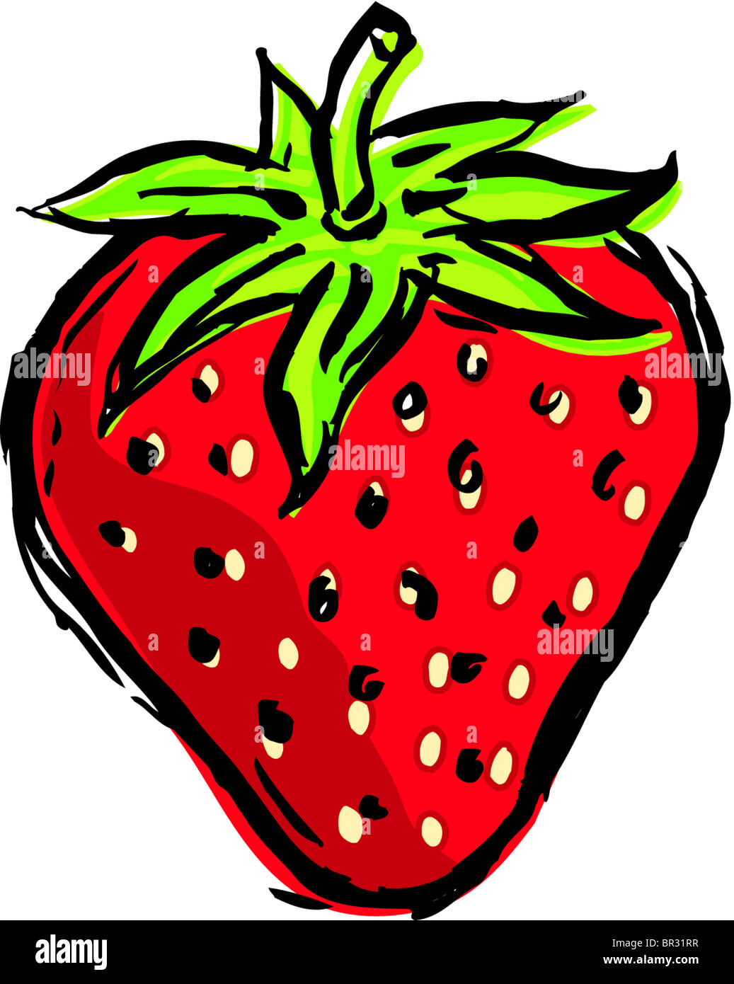 Erdbeere Zeichnung Stockfotos und -bilder Kaufen - Alamy