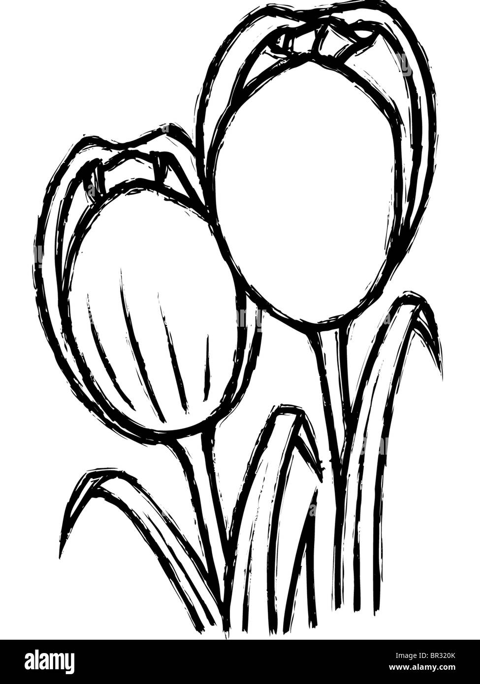 Ein schwarz-weiß Zeichnung der Tulpen Stockfotografie - Alamy