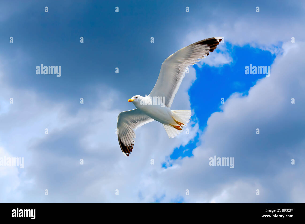 Möwen fliegen in den bewölkten Himmel Stockfoto