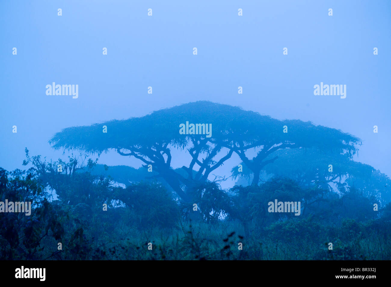 Akazie im Nebel, Ngorongoro Conservation Area, Arusha, Tansania (Blaufilter). Stockfoto