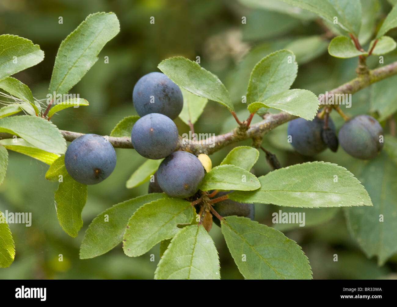 Prunus Spinosa. Blackthorn oder Schlehe zeigt Früchte Stengel und Blätter Stockfoto