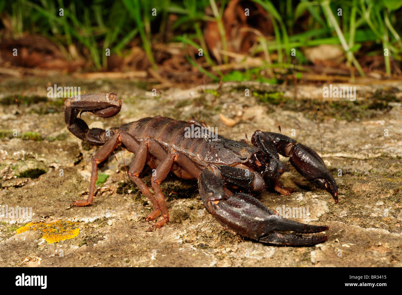 Skorpione (Iurus Dufoureius), großer Skorpion aus Griechenland, Griechenland, Peloponnes, Mani Stockfoto
