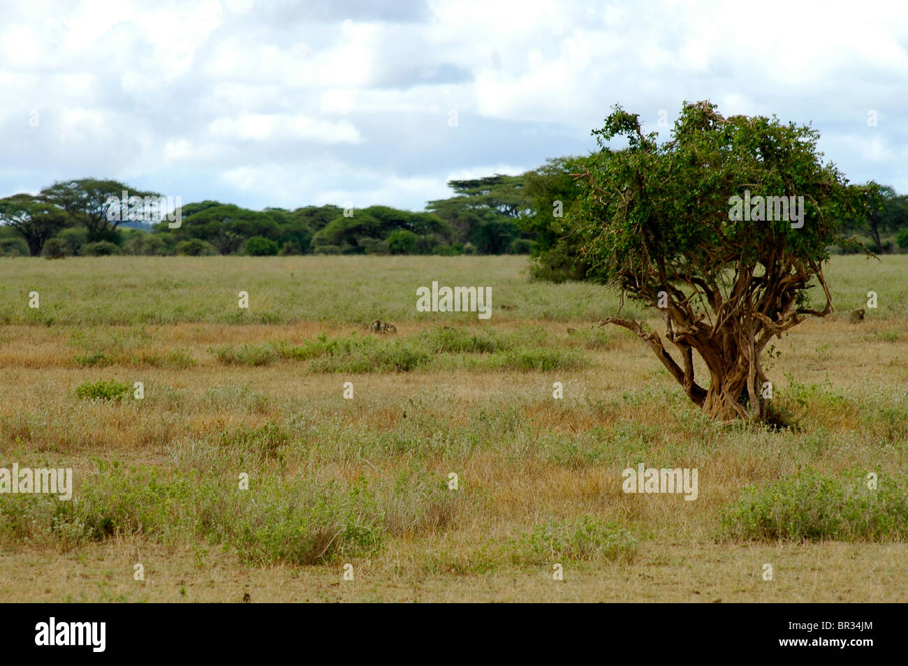 Afrikanische Savanne-Baum Stockfoto