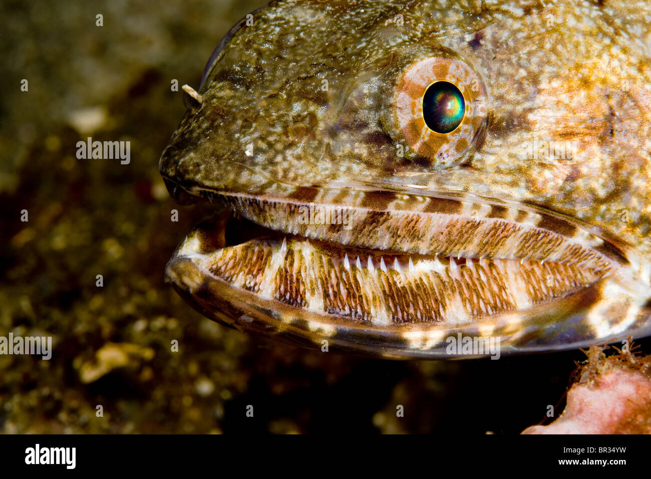 Nahaufnahme des Mundes und der konischen Zähnen von einem Riff Eidechsenfisch (Synodus Variegatus), Indonesien Stockfoto