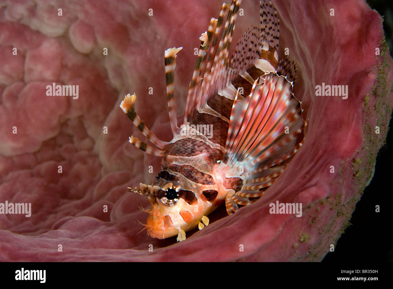 Spotfin Rotfeuerfisch (Pterois Antennata) ruhen im Inneren Schwamm, Indonesien Stockfoto