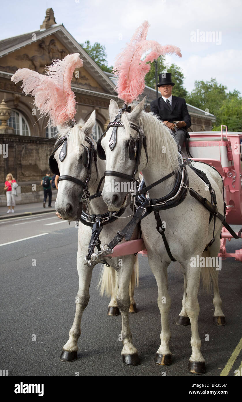 Pferd und Kutsche London England UK Stockfoto