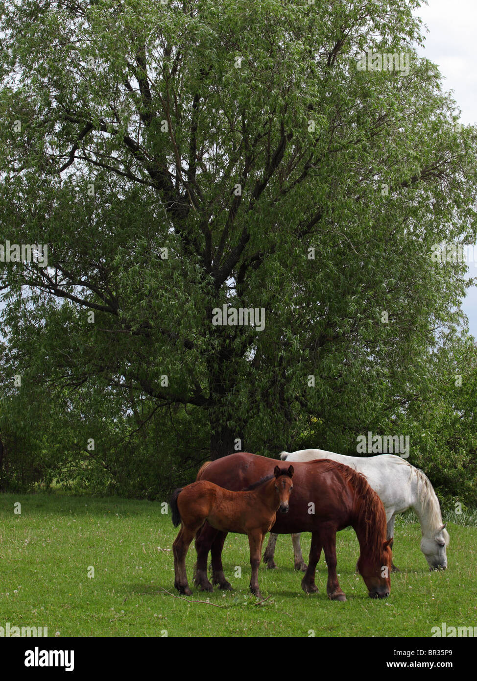 Stute und Fohlen auf der Weide laufen Stockfoto