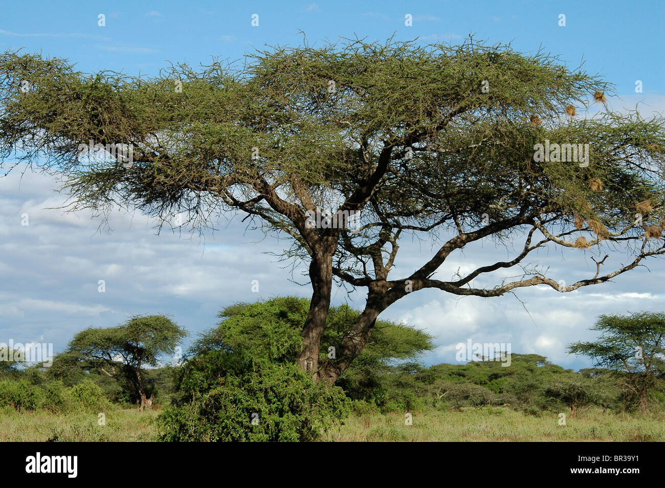 Afrikanischen Baum mit sichtbaren Vogelnester in Kenia Stockfoto