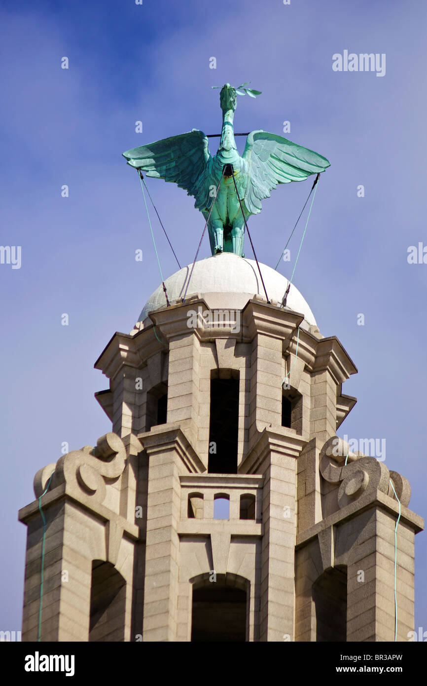 Die königlichen Leber Gebäude in Liverpool und Uhr und Leber Vogel. Stockfoto