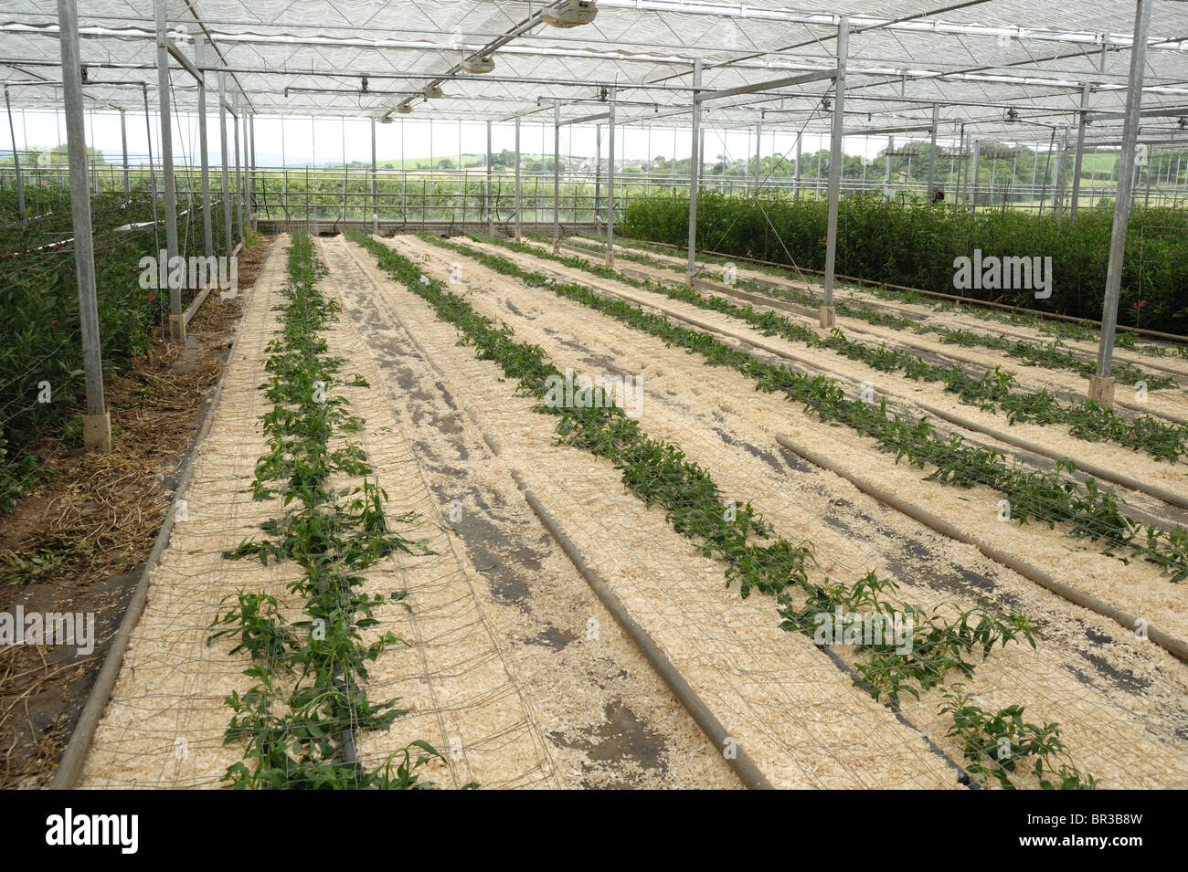 Junge Alstroemeria Pflanzen neu in einem kommerziellen Schnittblume Gewächshaus Stockfoto