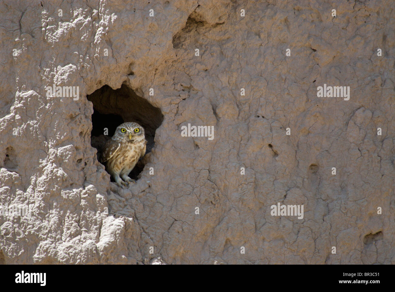 Ein Steinkauz (Athene Noctua) Gleichaltrigen aus einem Loch in der Wand Schlamm einer alten Festung, in der Stadt Gurian, Provinz Herat Stockfoto