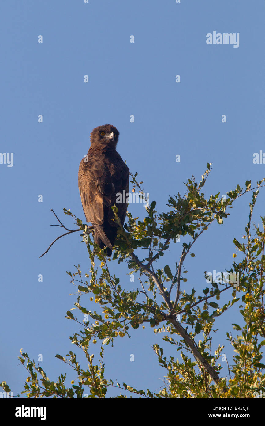Braune Schlange Adler thront als Sentinel Stockfoto