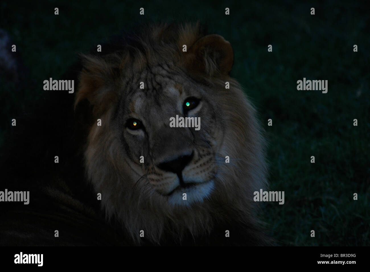 Männliche Löwen in der Nacht in Kenia Stockfoto