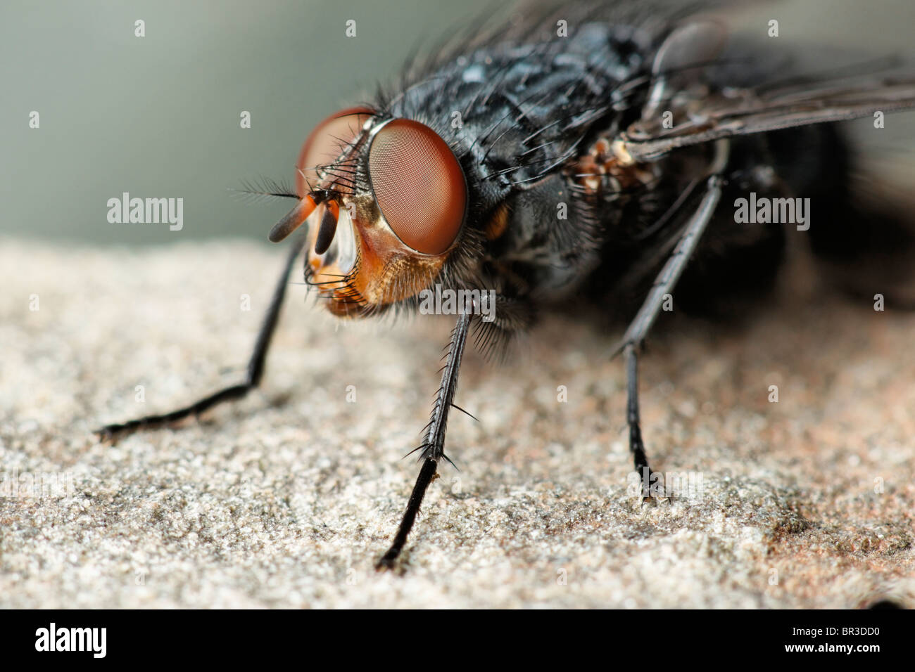 Eine Fliege. Möglicherweise eine gemeinsame Fleisch Fliege, Sarcophaga carnaria Stockfoto