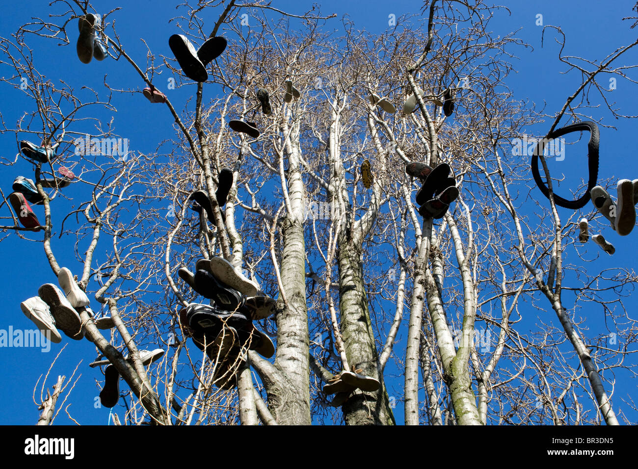 Bäume mit vielen Schuhen aufgehängt zeigen die Lage wo Schieber verkaufen Drogue in der Nähe von Brick Lane in London. Stockfoto