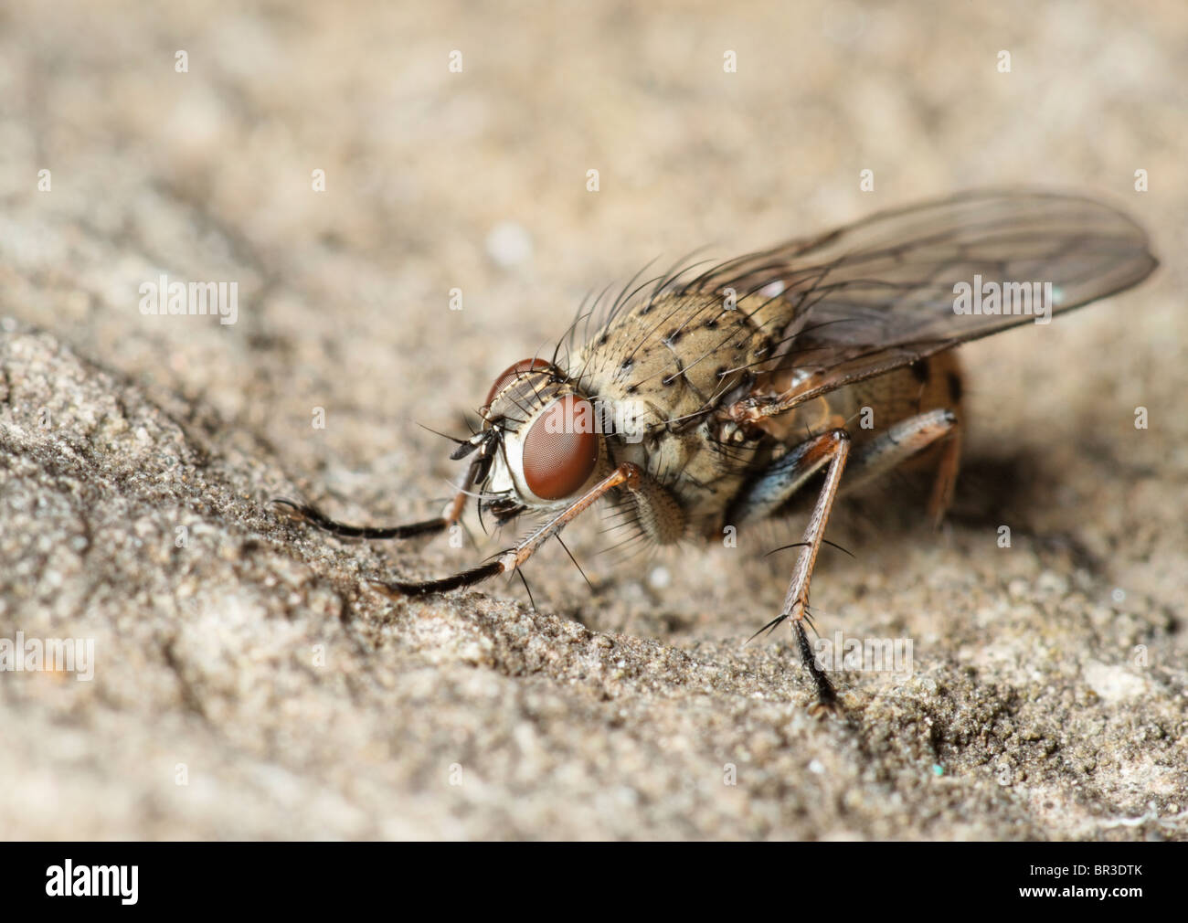 Eine Fliege. Möglicherweise aus der Gattung Pollenia Stockfoto