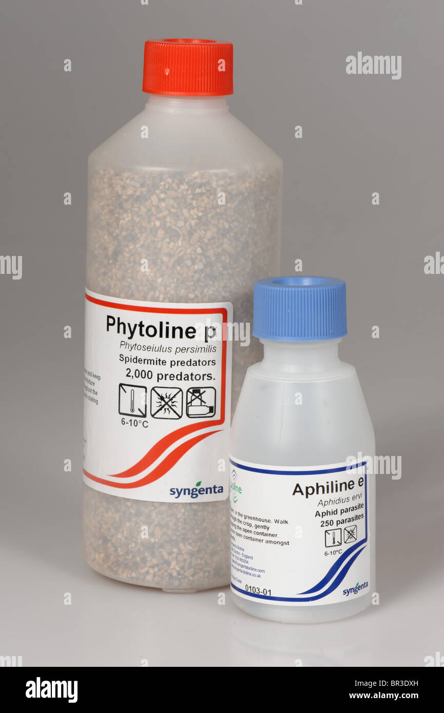 Kommerzielle Behälter für Phytoseiulus Milben und Aphidius Wespen für biologische Schädlingsbekämpfung Stockfoto