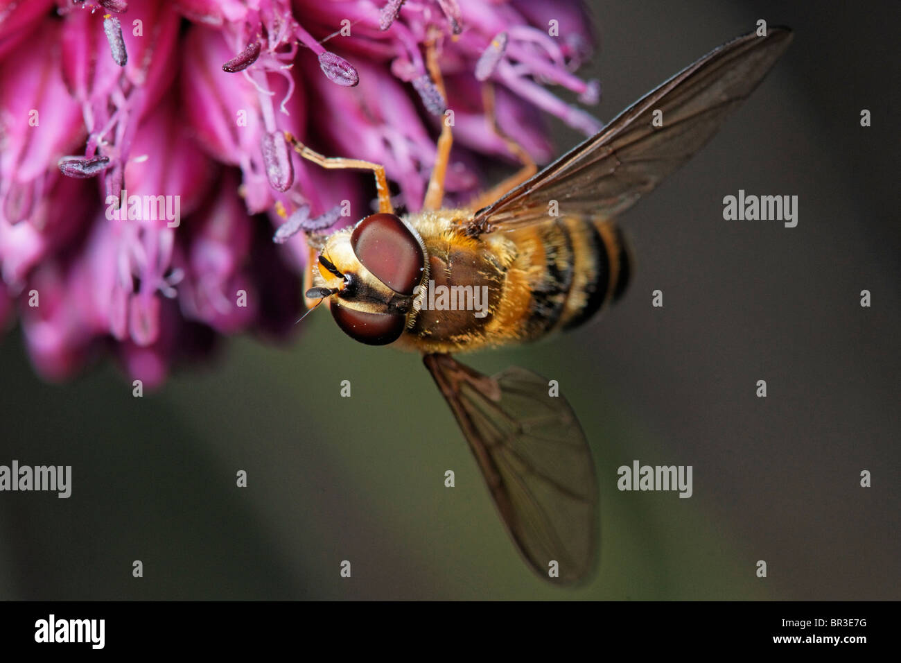 Ein Hoverfly Fütterung auf einer Allium Blume. Stockfoto