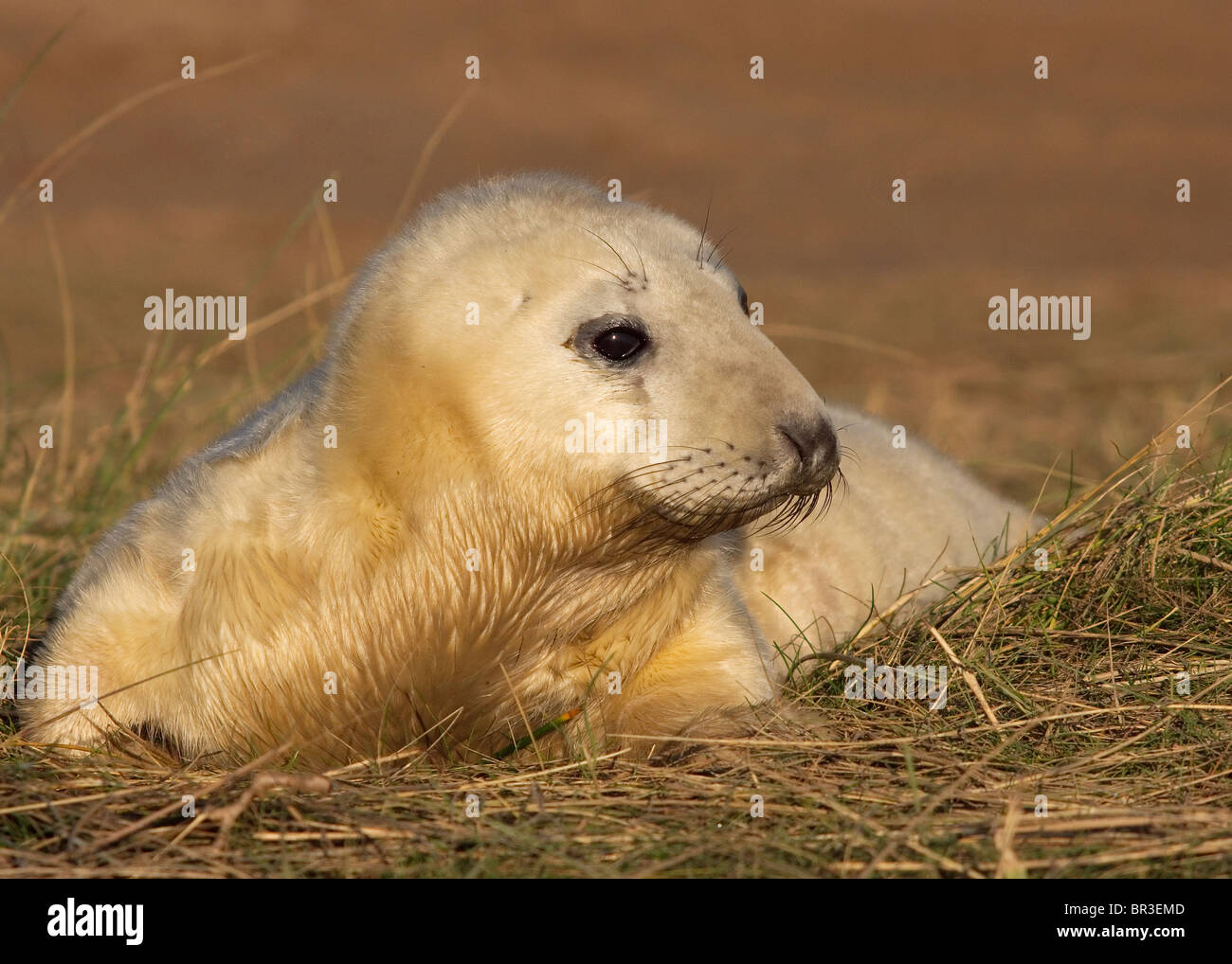 Atlantic Grey Seal Pup, Halichoerus Grypus, fotografiert bei RAF Donna Nook, Lincolnshire an der Ostküste von England Stockfoto