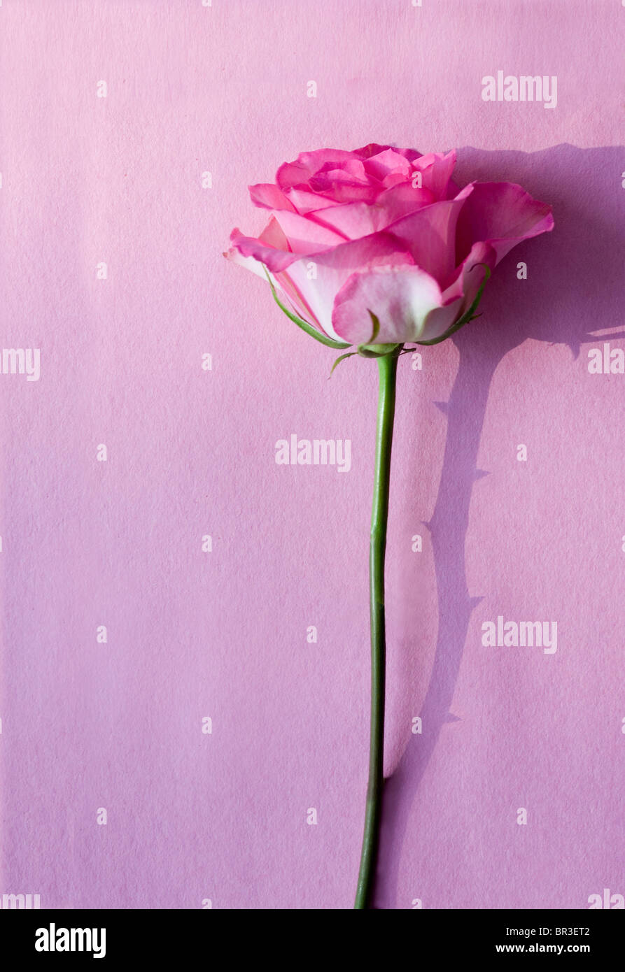 rosa Rose auf einem rosa Oberfläche mit einem Schatten der Dornen Stockfoto