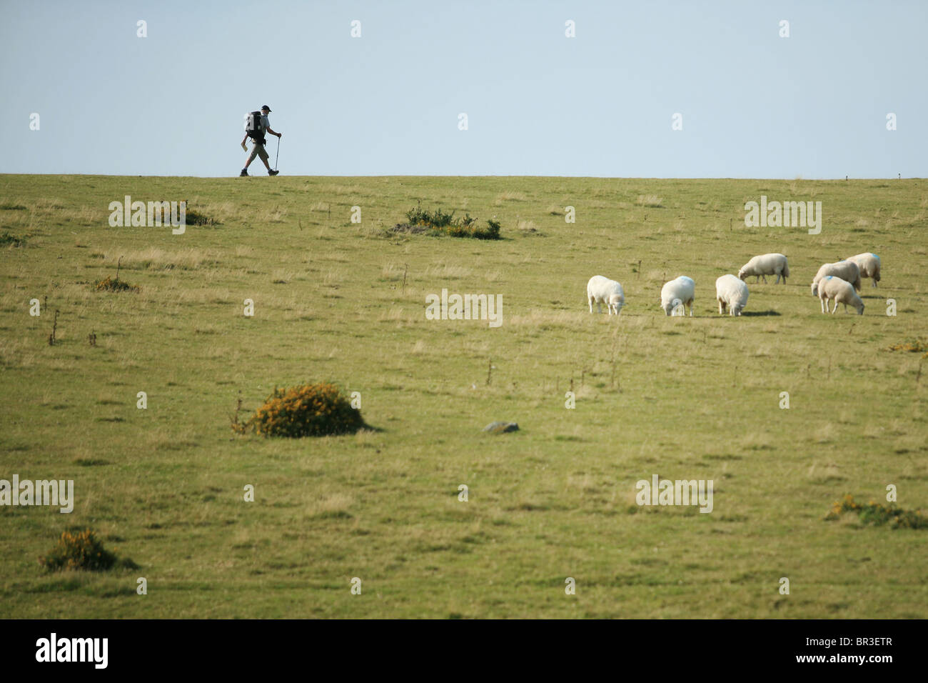 Wanderer im schwarzen Berge, Wales, UK, mit Schafen im Vordergrund Stockfoto