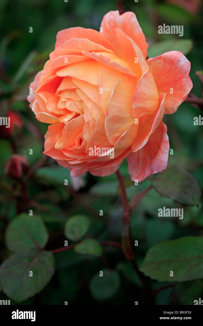 Duftende Englische Rose 'Lady Emma Hamilton' Schattierungen von Orange und gelb Stockfoto