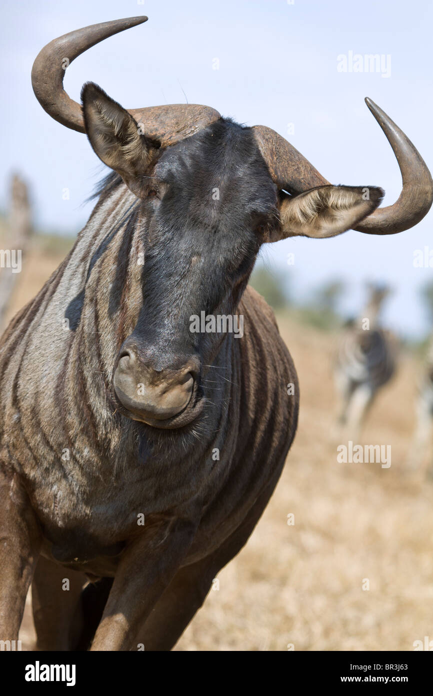 Blaue Gnus (Connochaetes Taurinus), Krüger Nationalpark, Südafrika Stockfoto