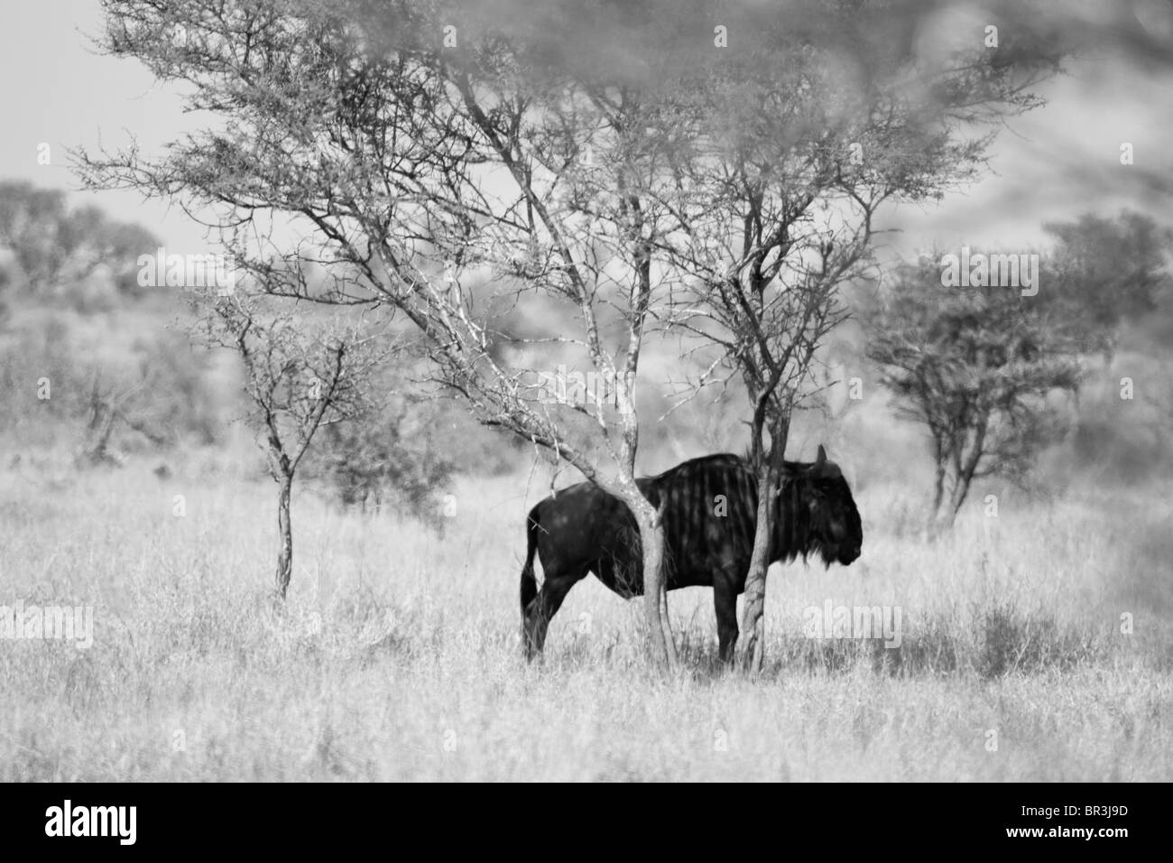 Blaue Gnus (Connochaetes Taurinus) Schattierung unter Baum vor der Mittagssonne, Krüger Nationalpark, Südafrika Stockfoto