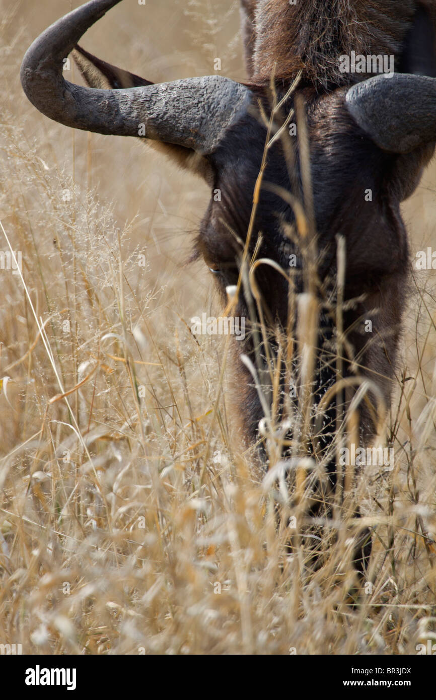 Gnus (Connochaetes Taurinus) Fütterung auf Trockenrasen, Krüger Nationalpark, Südafrika Stockfoto