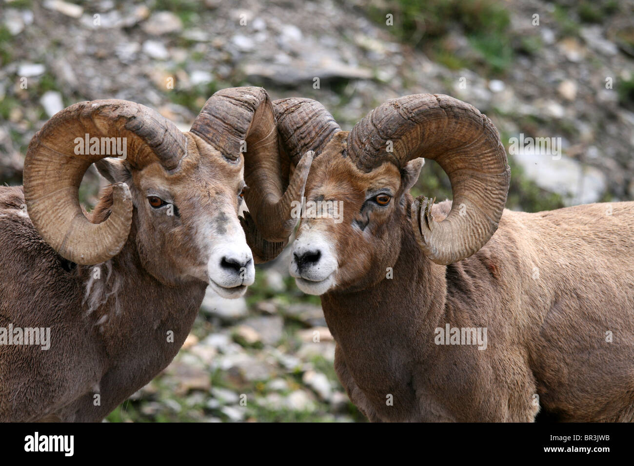 Wilde Bighorn Rams in den kanadischen Rockies Stockfoto