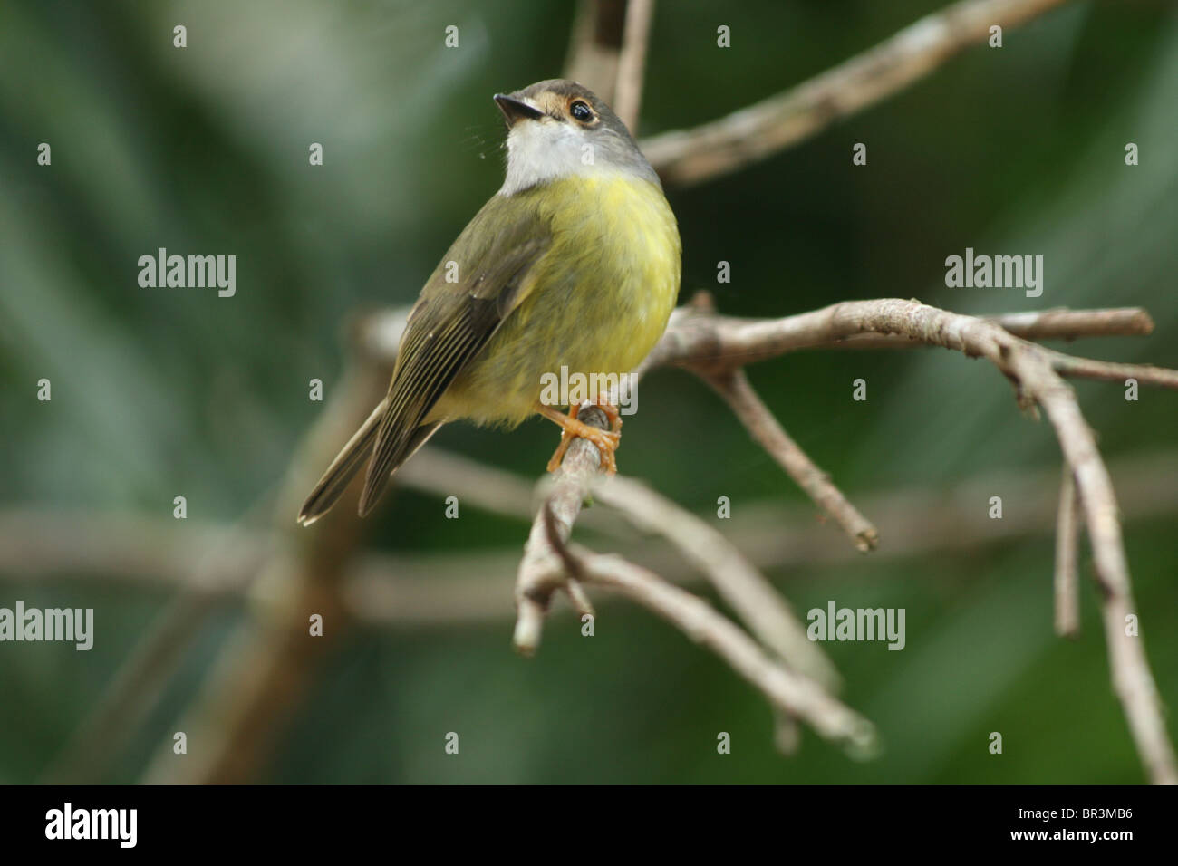 Blass-gelben Robin 13cm sub-tropischen Regenwald Ostküste Australiens Stockfoto