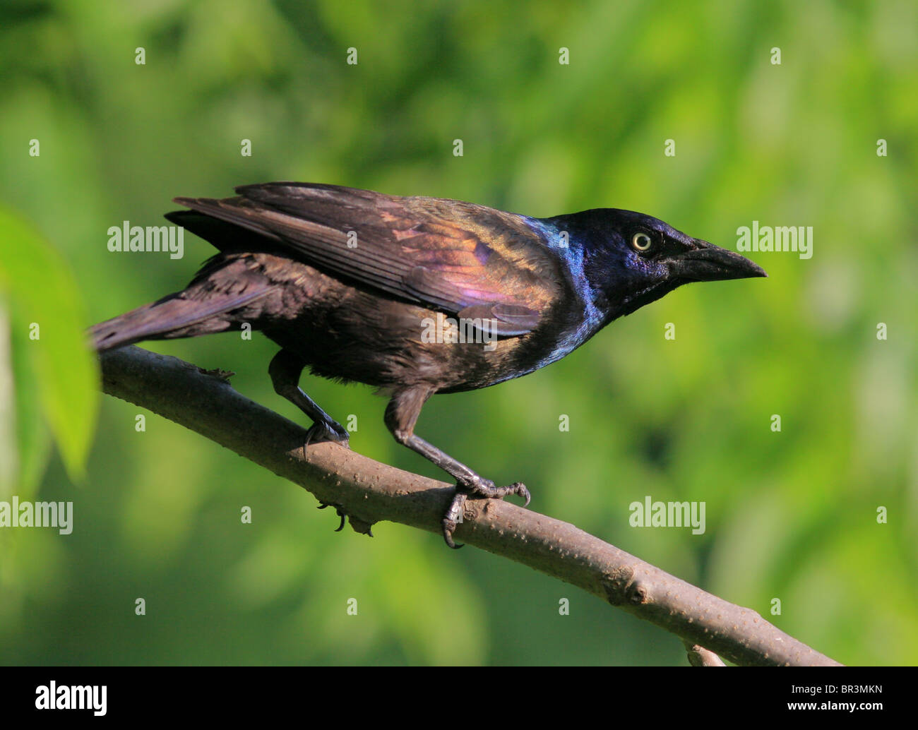 Gemeinsame grackle Stockfoto