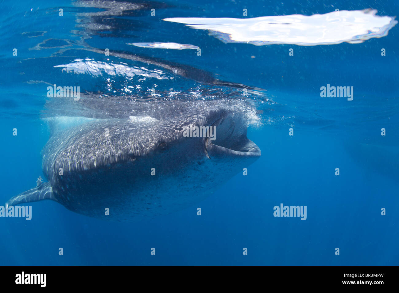 Ein Walhai schöpft die Oberfläche auf der Suche nach einer planktonischen fest. Stockfoto