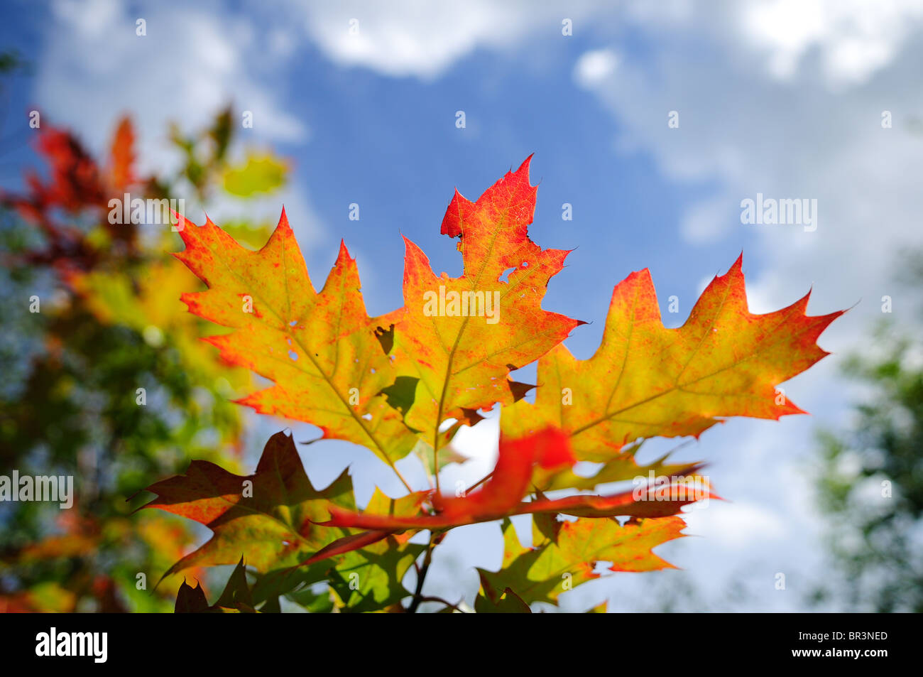 Bunte Herbst Blätter. Stockfoto