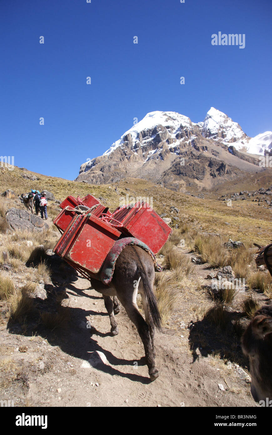 Maultier zu trainieren, tragen von Lasten, mit Cuyoc Berg im Hintergrund, Cordillera Huayhuash, Anden, Peru, Südamerika Stockfoto