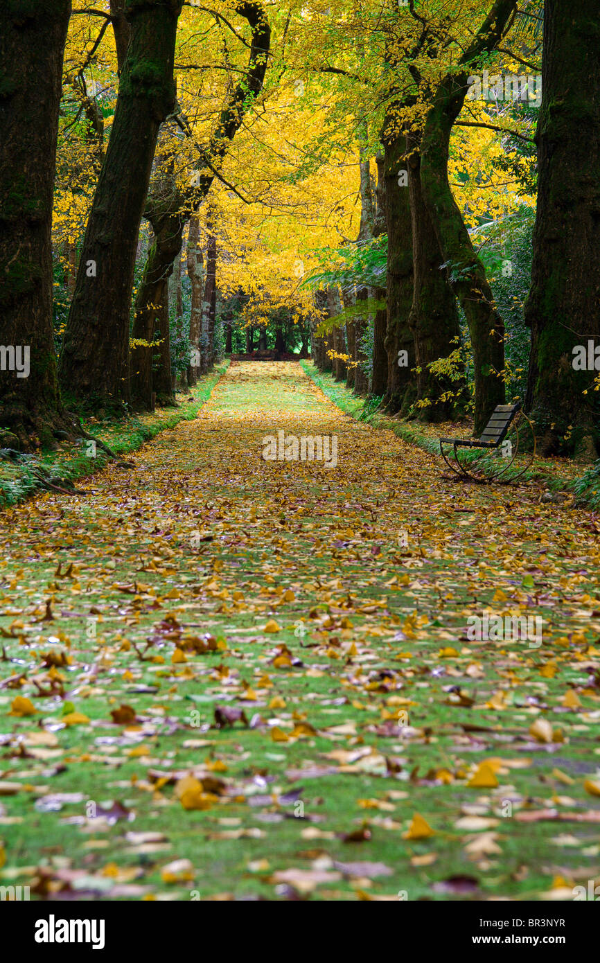 Ginkgo Biloba Bäume Avenue im Parque Terra Nostra. Furnas. Insel Sao Miguel, Azoren, Portugal Stockfoto